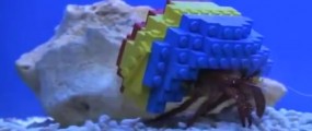 Hermit crab gets a lego shell at Legoland in Windsor, England